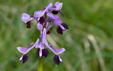 Orchis longicornu