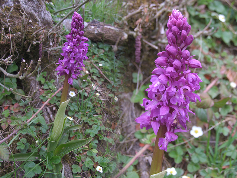 Orchis mascula