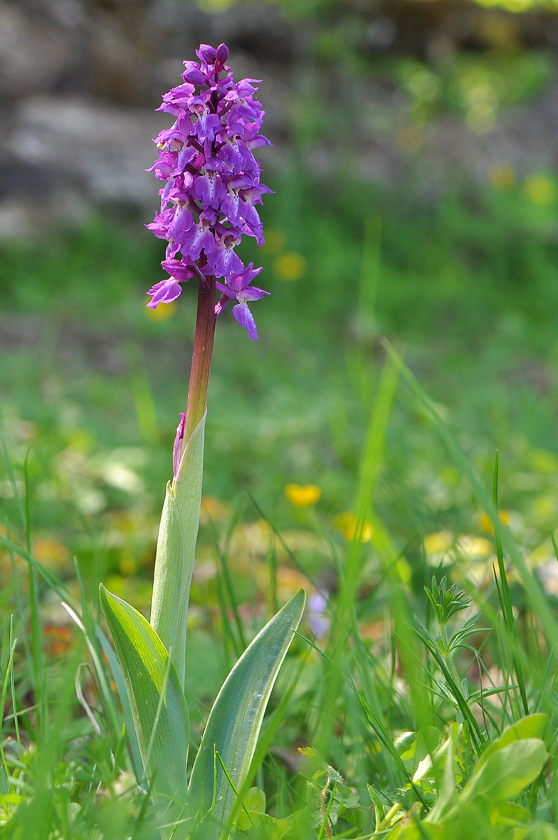 Orchis mascula