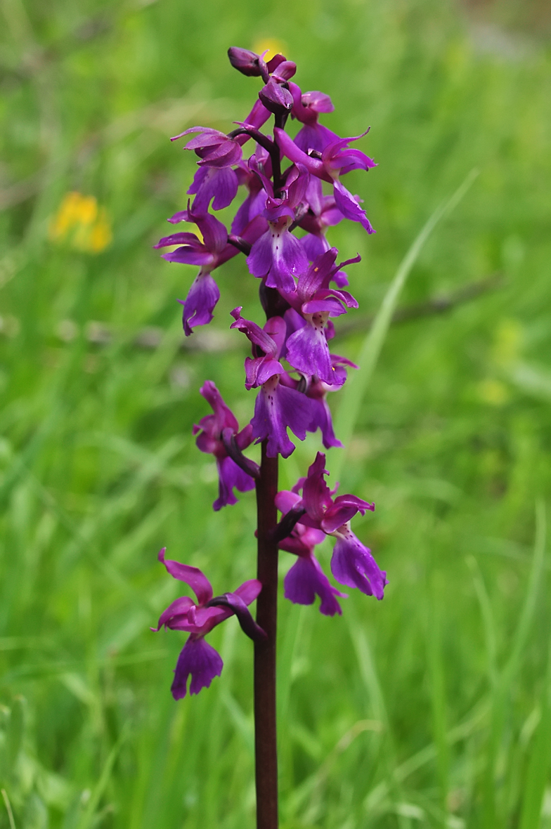 Orchis mascula