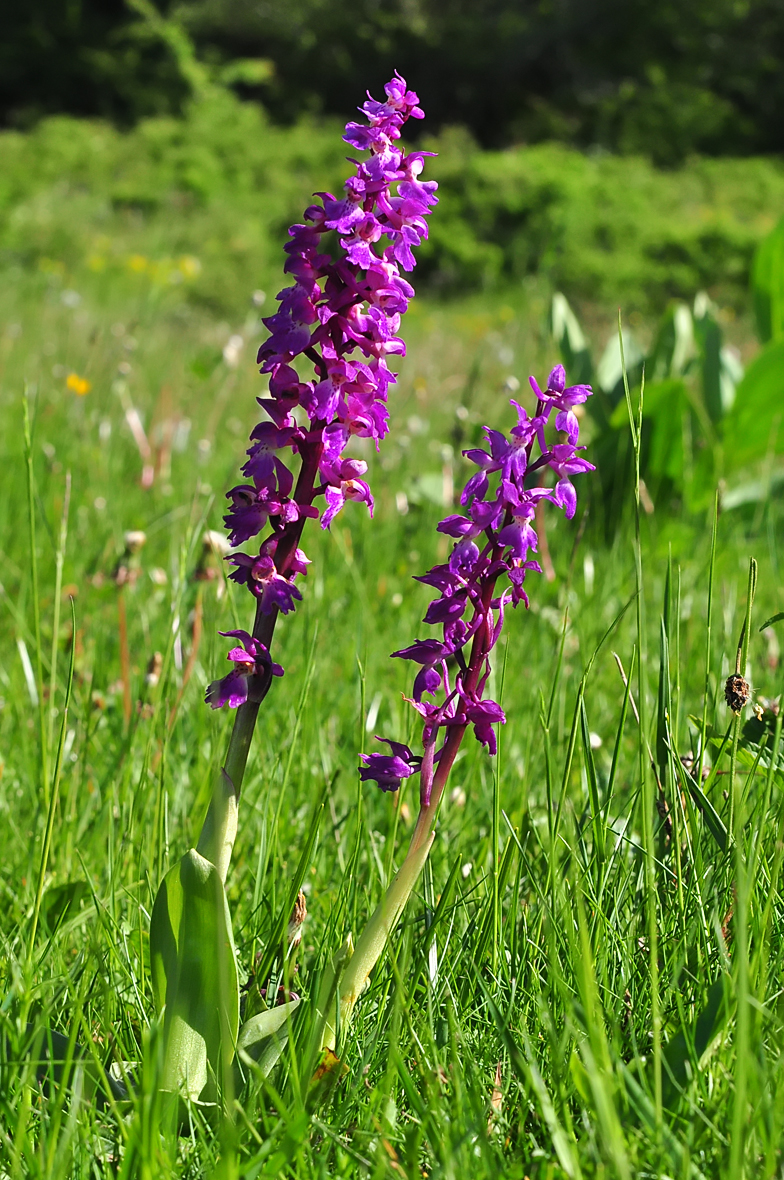 Orchis mascula