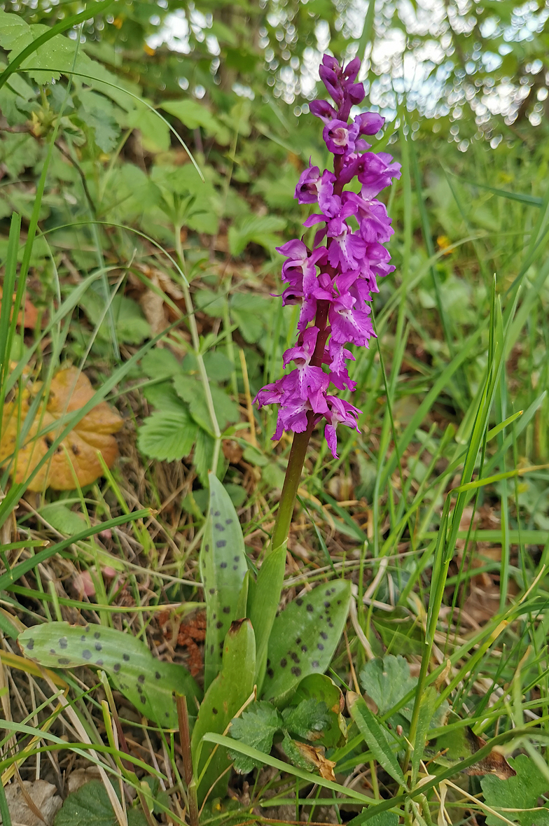 Orchis mascula