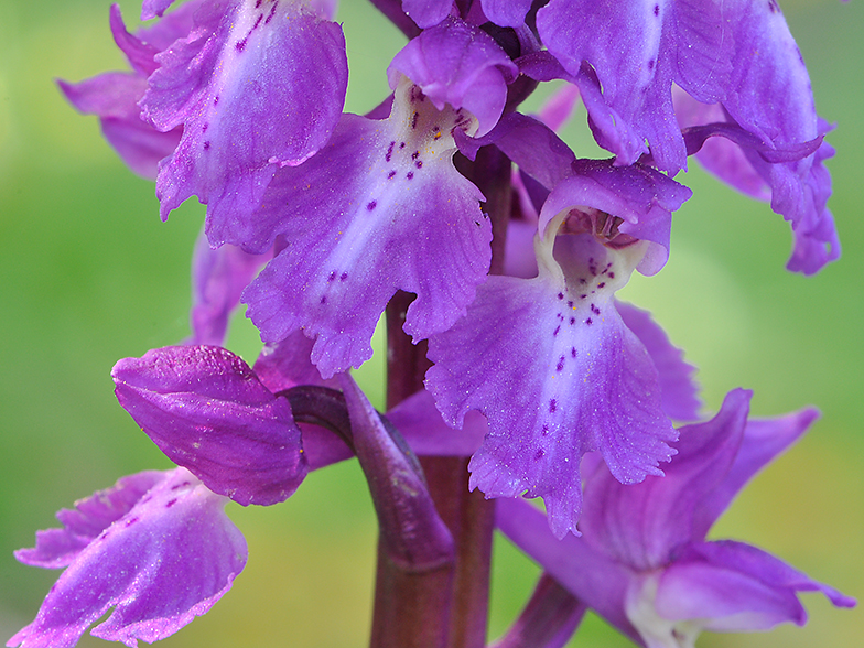 Orchis mascula