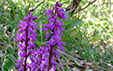 Orchis mascula