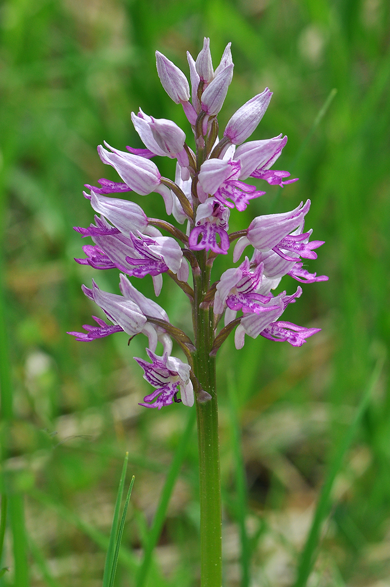 Orchis militaris