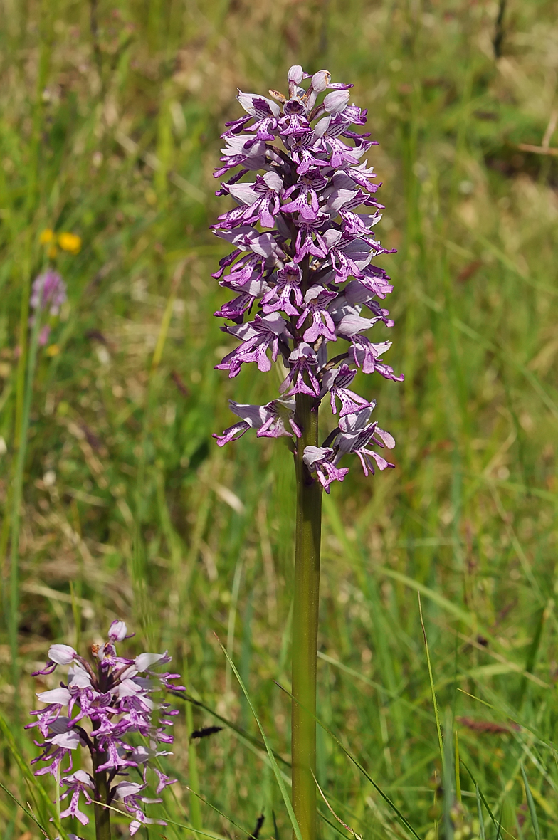 Orchis militaris