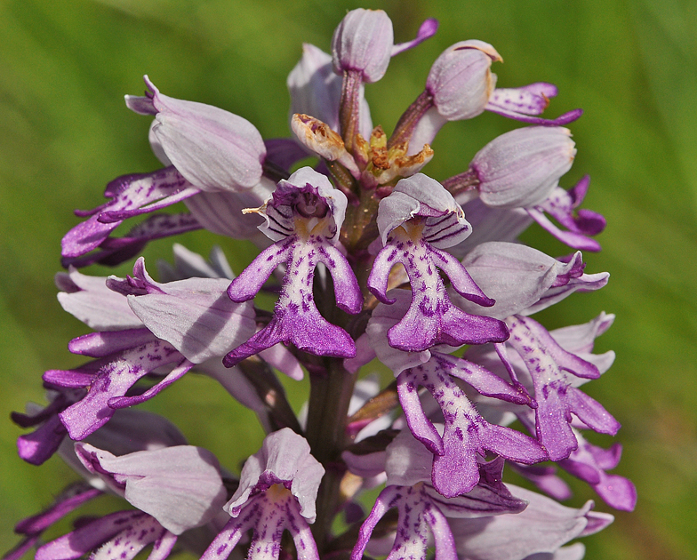 Orchis militaris