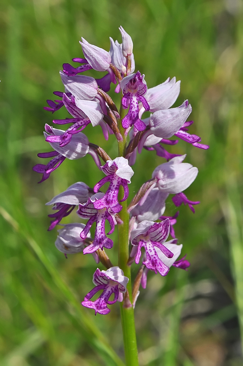 Orchis militaris