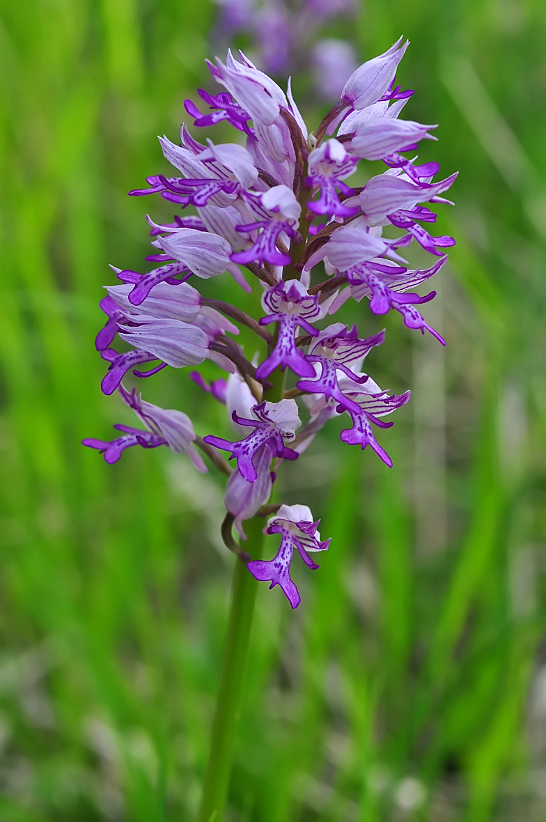 Orchis militaris