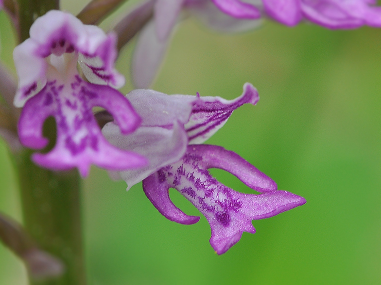 Orchis militaris