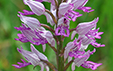 Orchis militaris