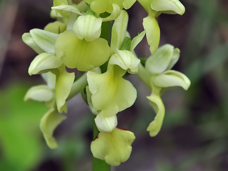 Orchis pallens