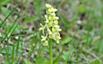 Orchis pallens