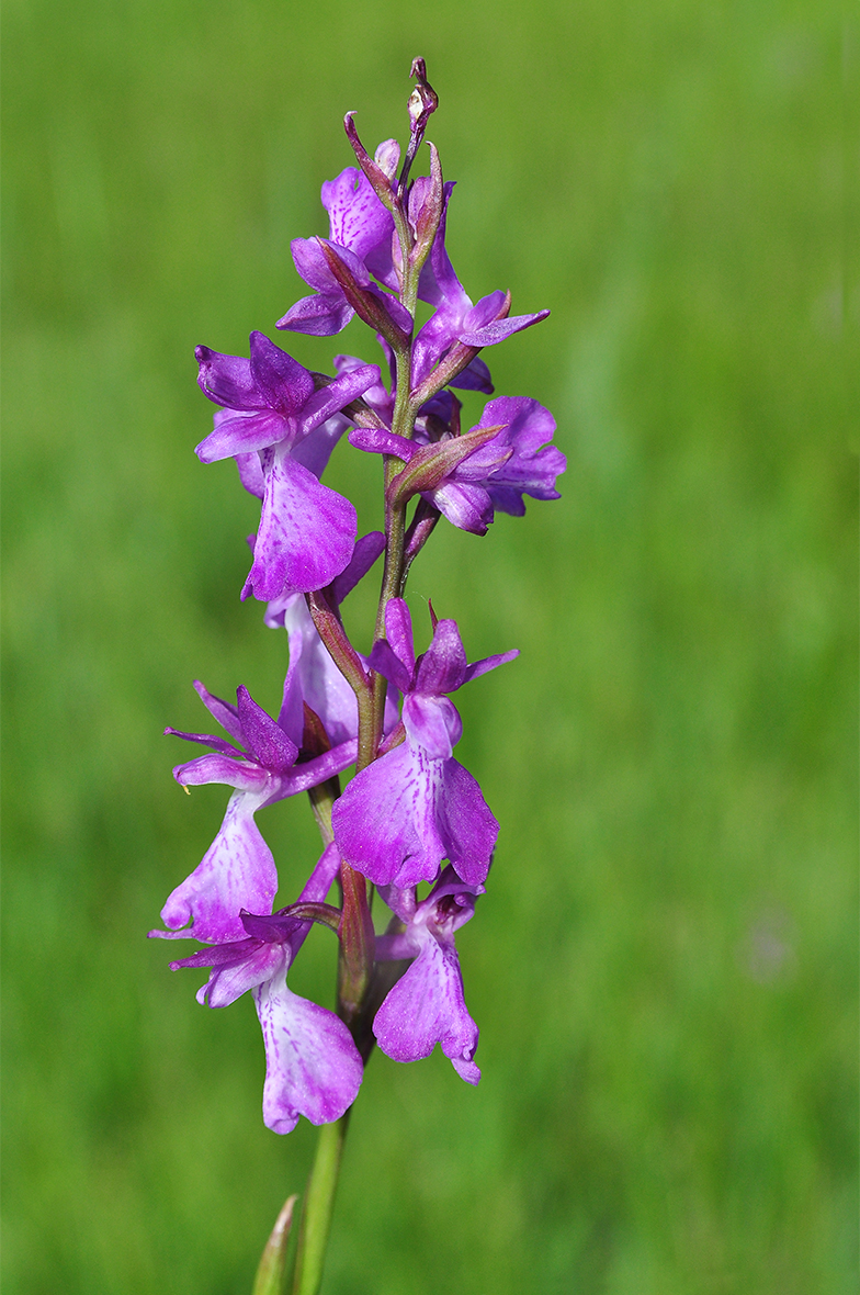 Orchis palustris