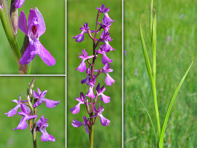 Orchis palustris