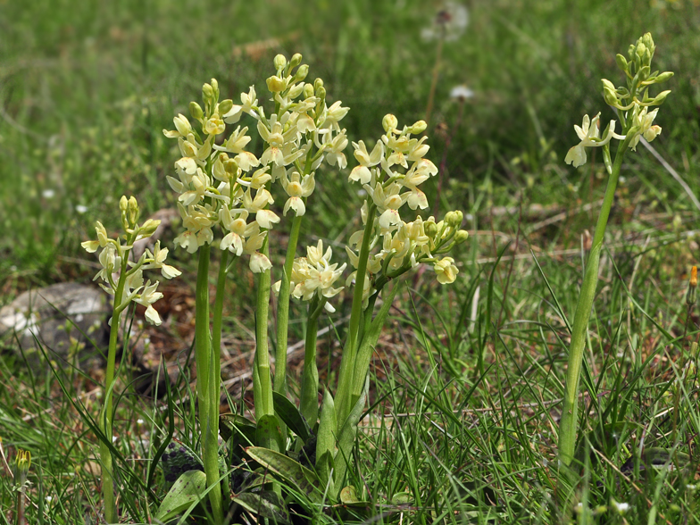 Orchis provincialis