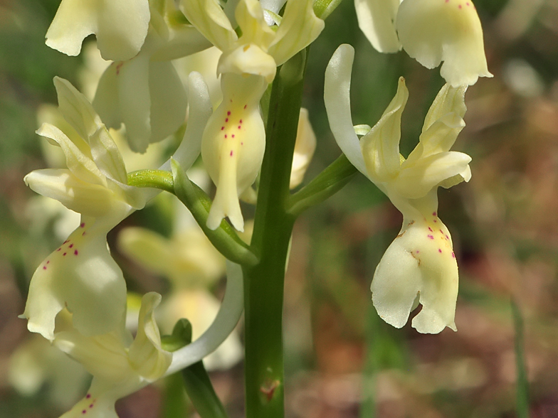 Orchis provincialis