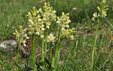 Orchis provincialis