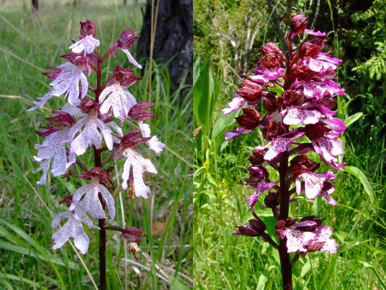 Orchis purpurea