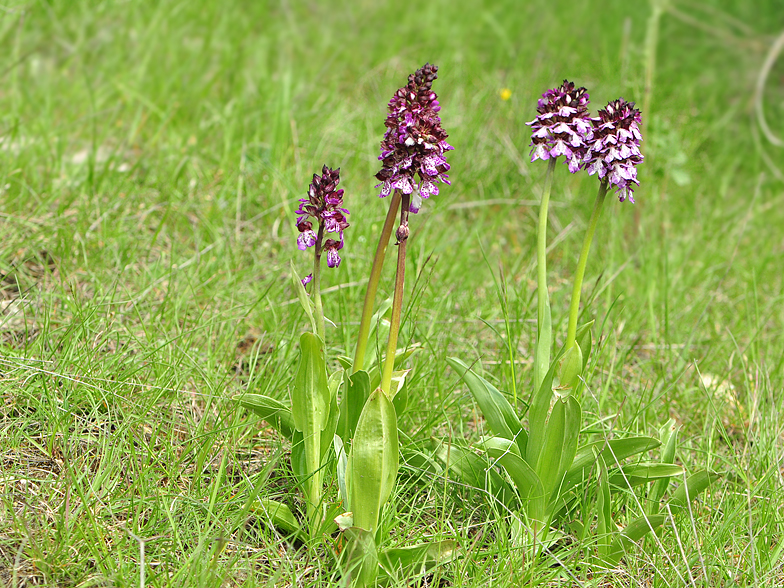 Orchis purpurea