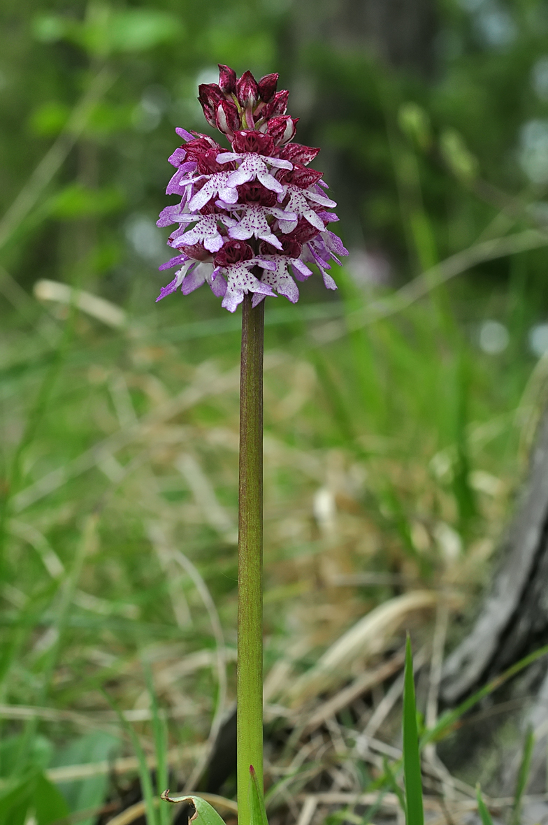 Orchis purpurea