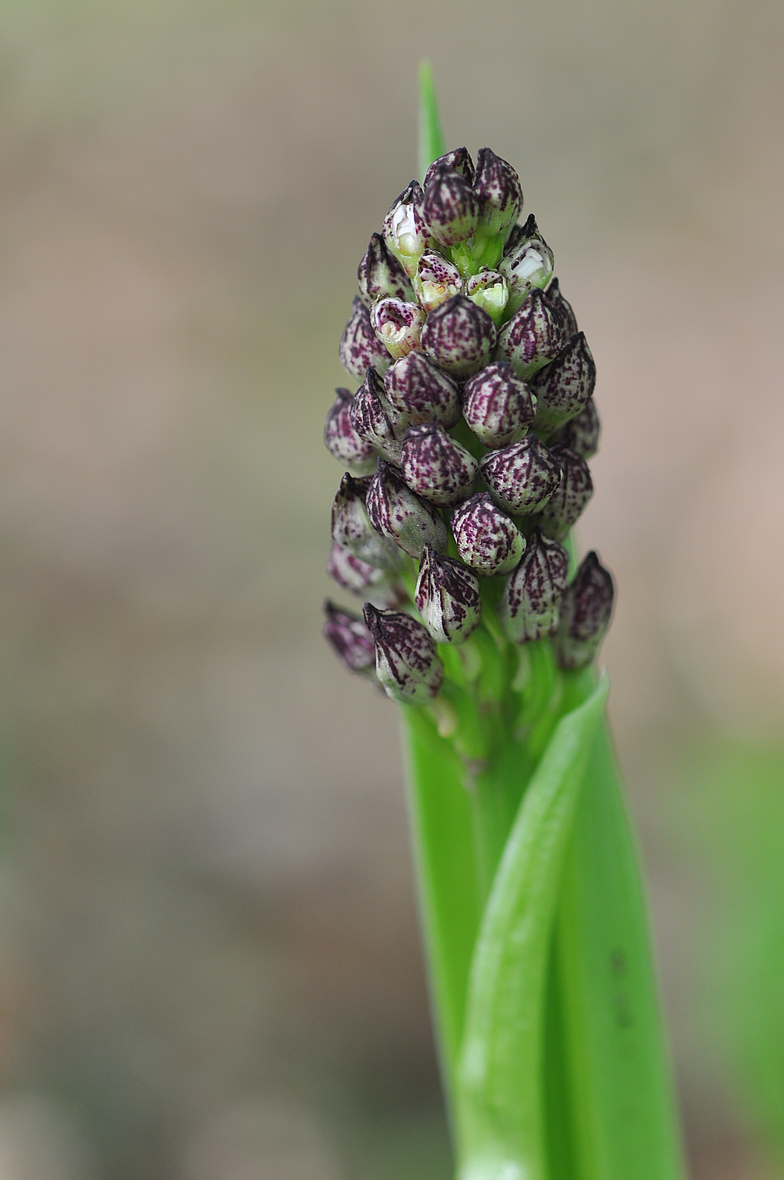 Orchis purpurea