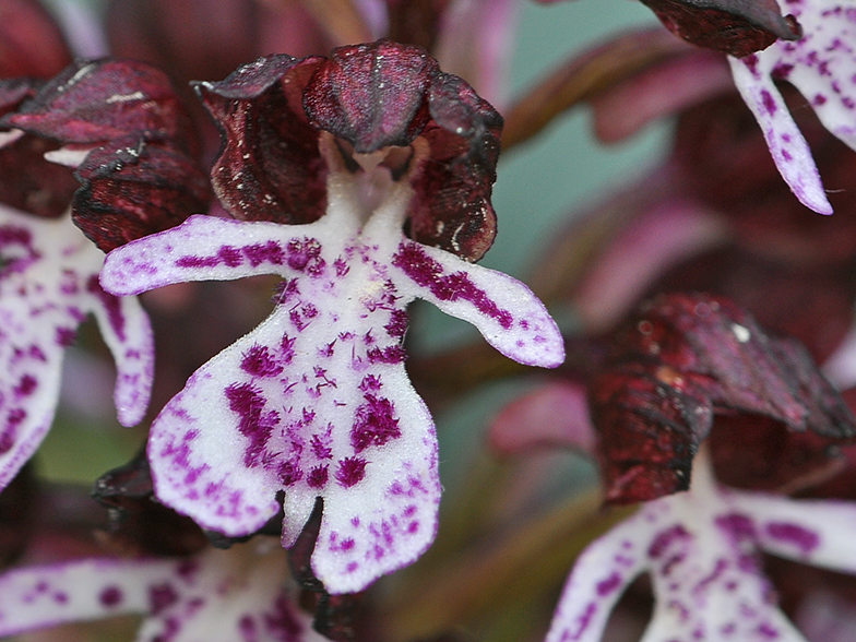 Orchis purpurea