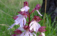 Orchis purpurea