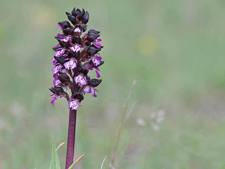 Orchis purpurea sombre