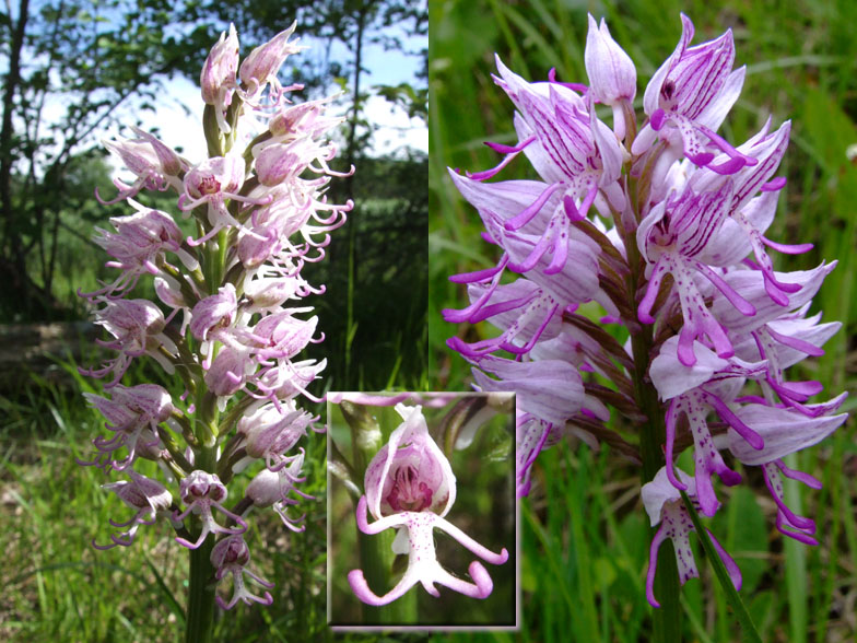 Orchis simia