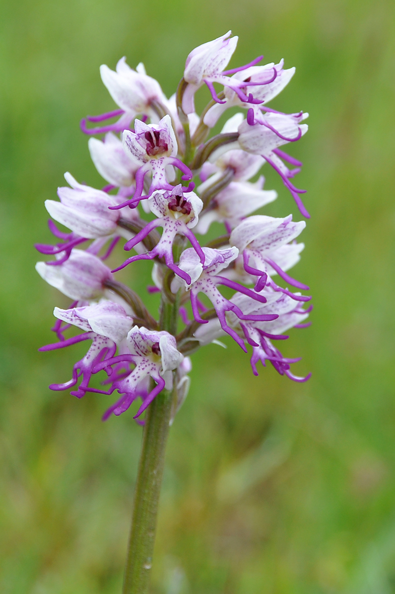 Orchis simia