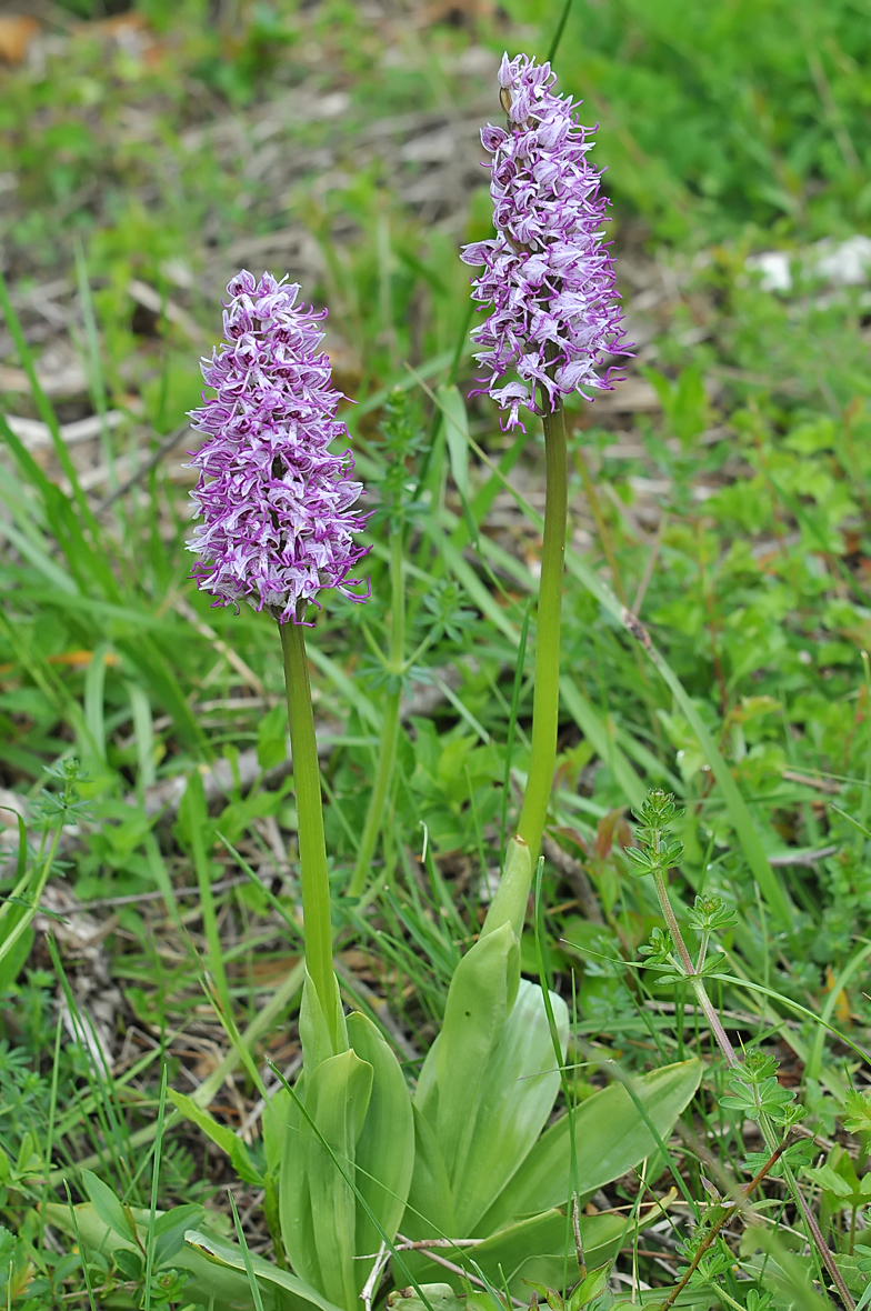 Orchis simia