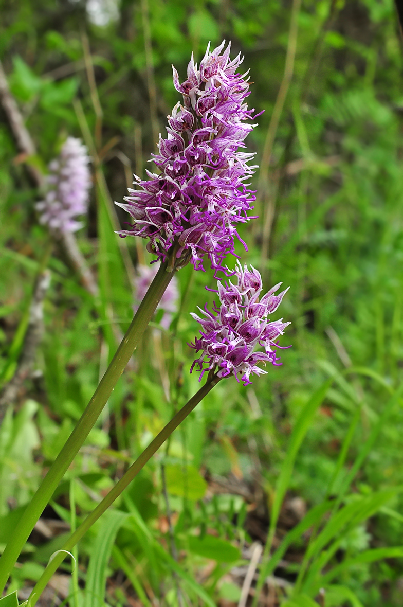 Orchis simia