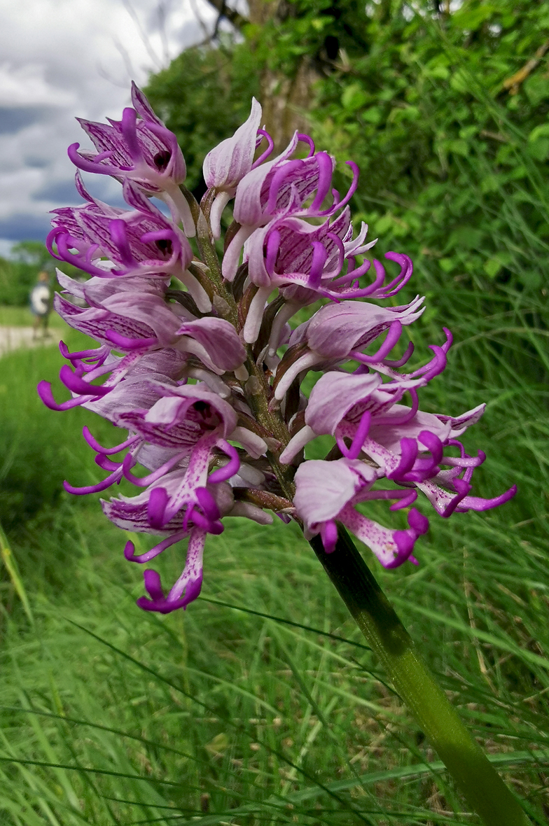 Orchis simia