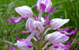 Orchis simia