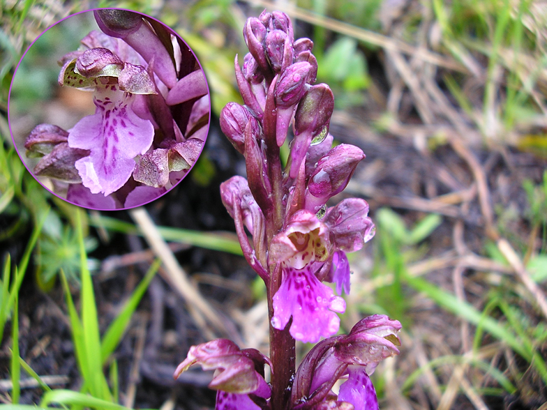 Orchis spitzelii