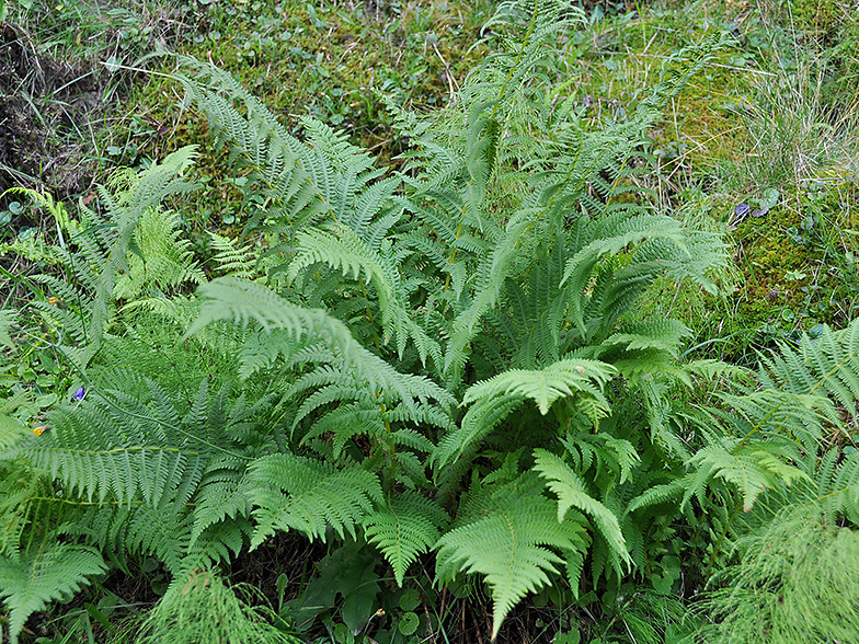 Oreopteris limbosperma