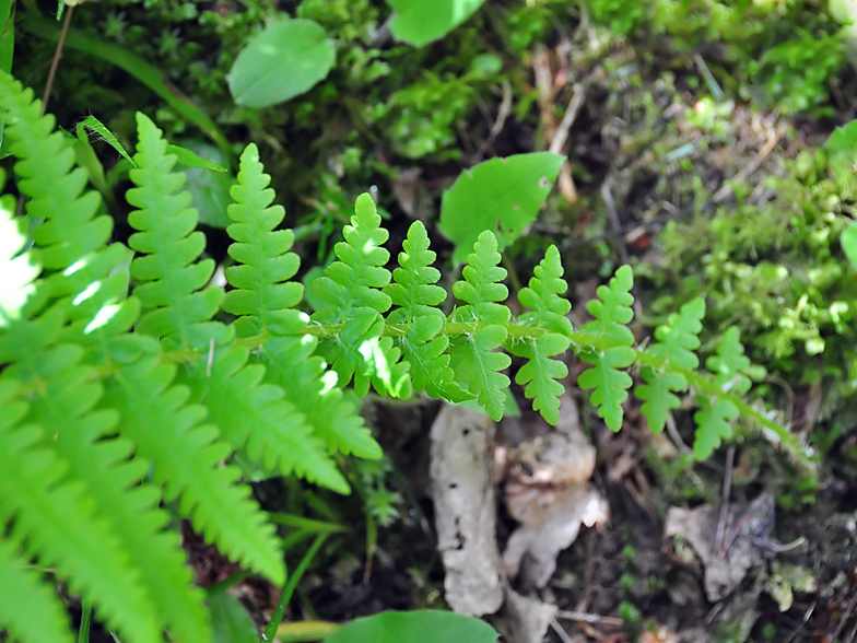 Oreopteris limbosperma