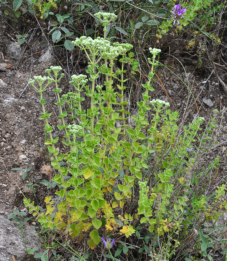 Origanum onites