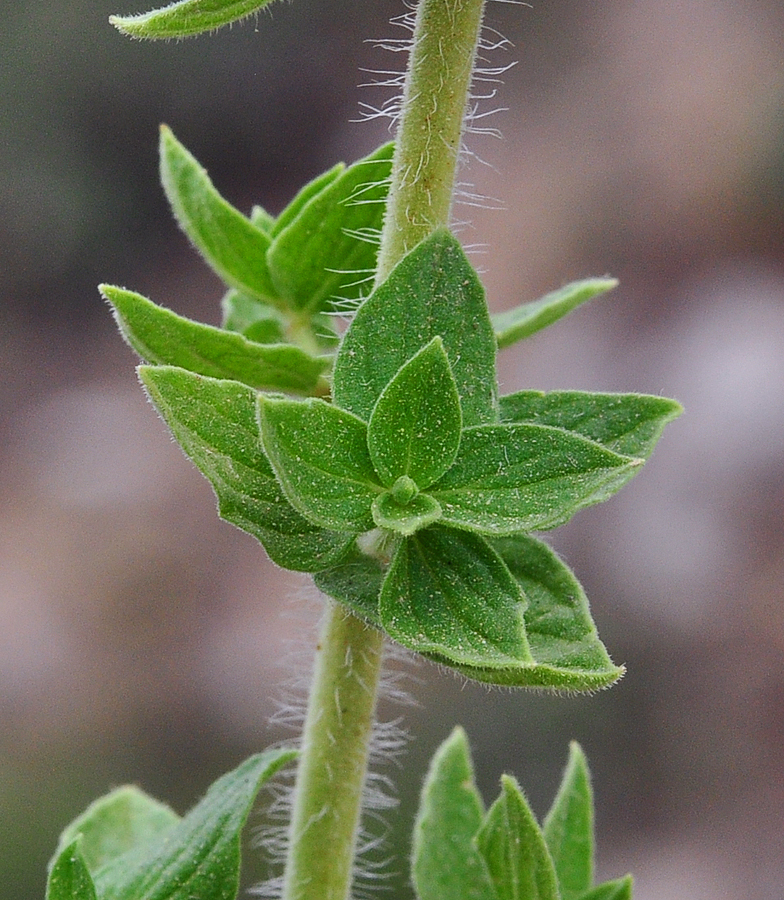 Origanum onites