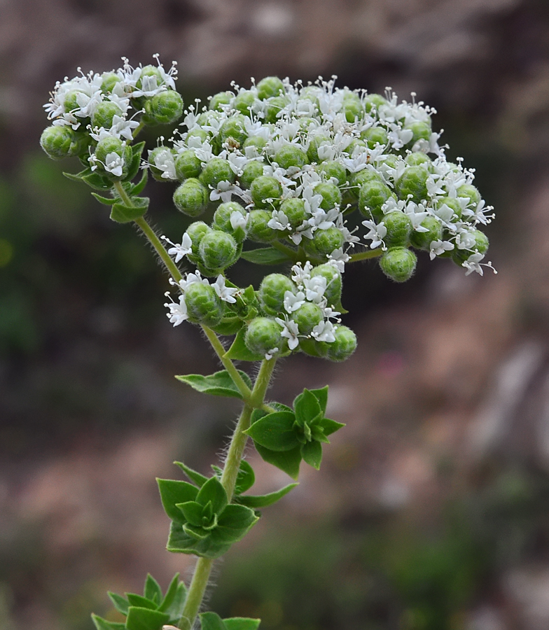 Origanum onites