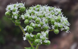 Origanum onites