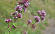 Origanum vulgare