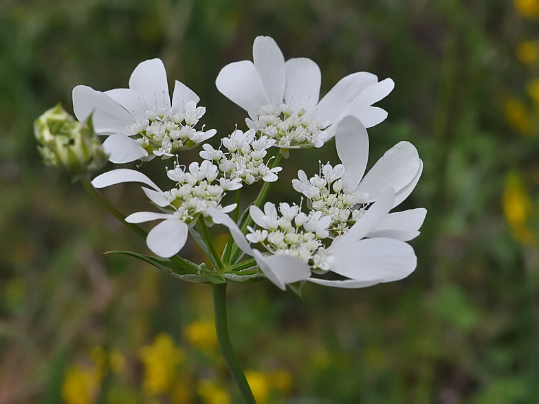 Orlaya grandiflora