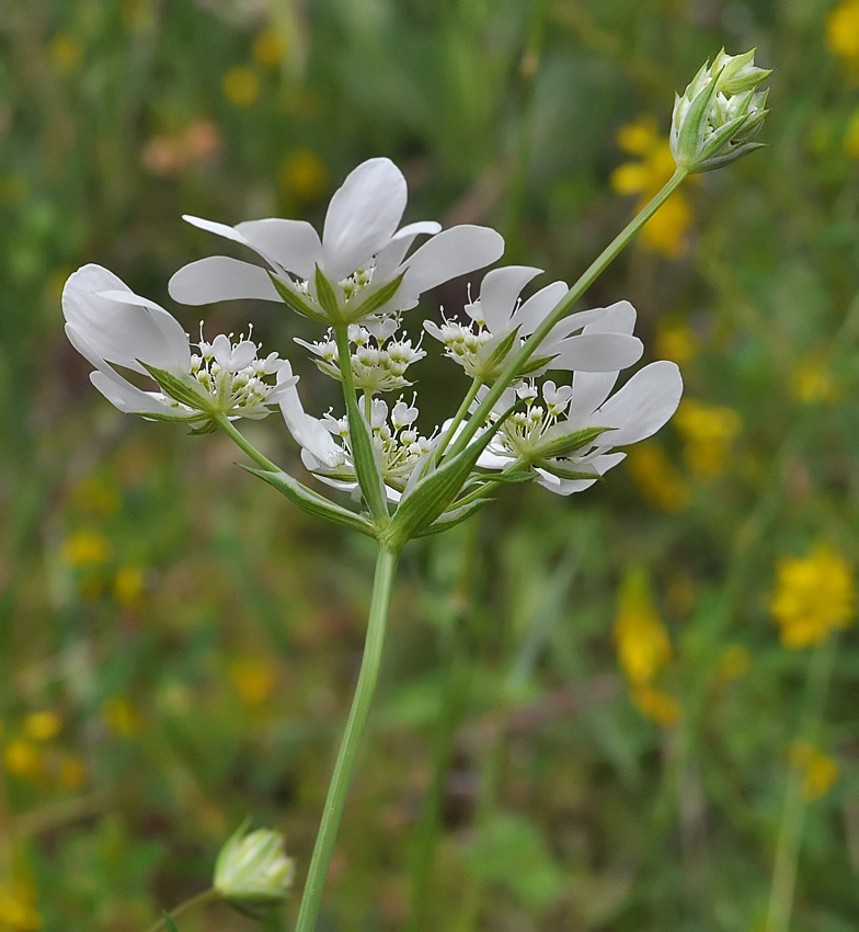 Orlaya grandiflora