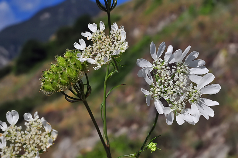 Orlaya grandiflora