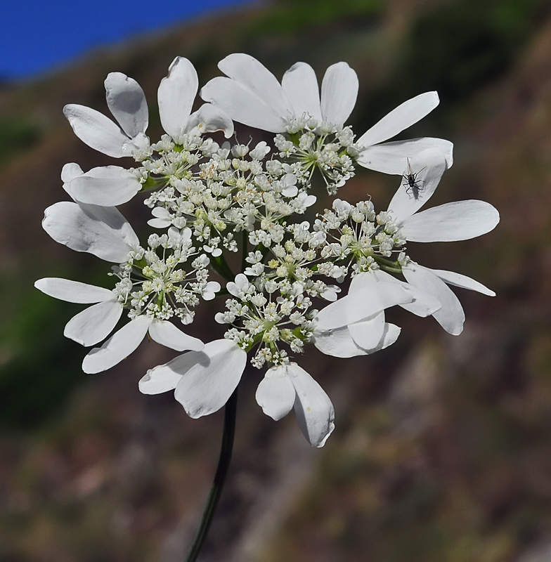 Orlaya grandiflora