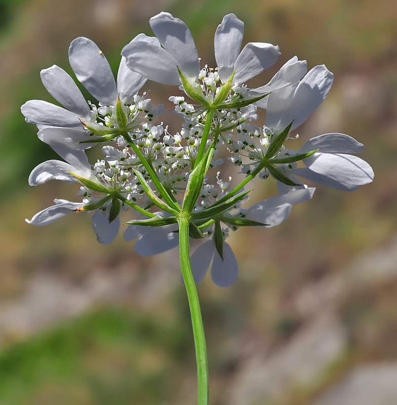 Orlaya grandiflora