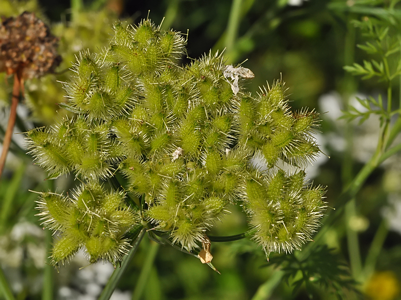 Orlaya grandiflora