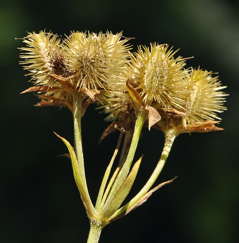 Orlaya grandiflora